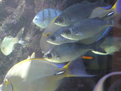 Maui Aquarium