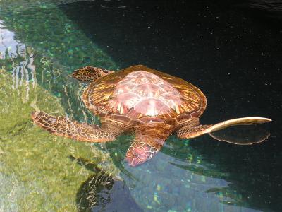 Maui Aquarium