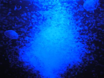 Maui Aquarium