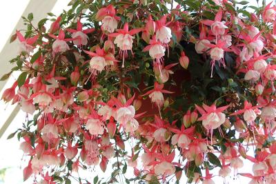 Fuchsias.jpg