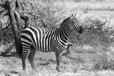 zebra-bw.jpg