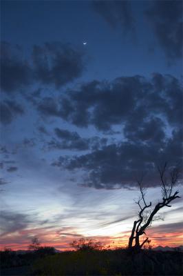 Sunset - Saguaro National Park