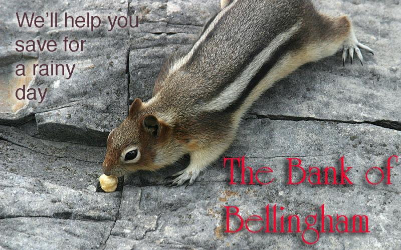 <B>Save Your Nuts</B><BR><FONT size=2>by Ann Chaikin</FONT>
