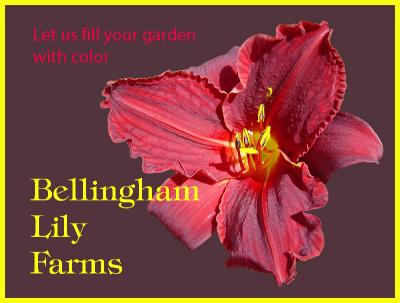 Beautify Your Gardenby Ann Chaikin