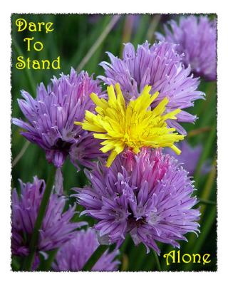 Dare To Standby Mikelj