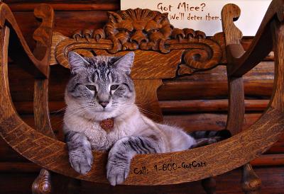 Got Mice?  by mlynn