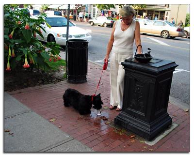 The Dog Days of Summer