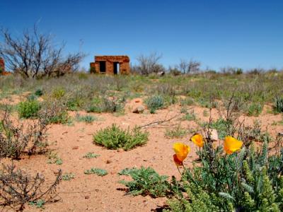 Poppies in the Desert by TinyGreenAlien