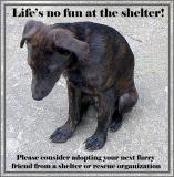 1st place (tie)<br>A Plea For Homeless Pets<br> by Deb