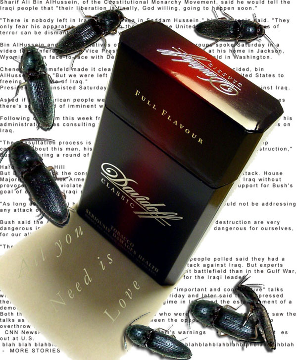 <B>The medium is...</B><BR><FONT size=2>by bbzippo</FONT>