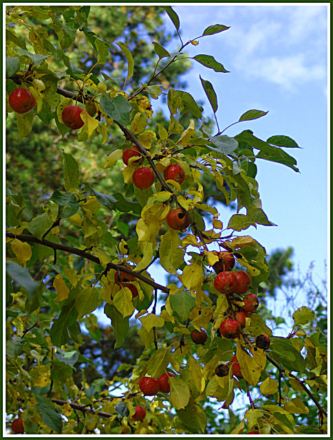 Bent Boughs