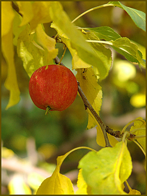 Forbidden Fruit