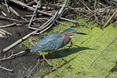 DSC_5609.jpg