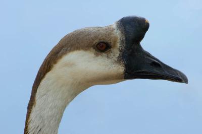 Shorebirds