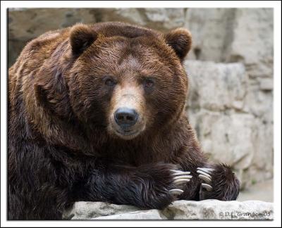 Zoo-Grizzly_D2X_1934.jpg