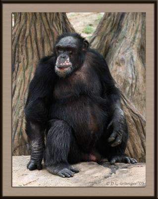 Zoo-Old-Chimp_D2X_2092.jpg
