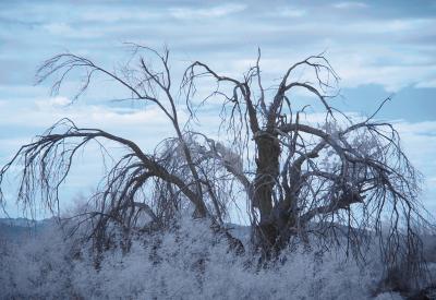 Ancient Tree