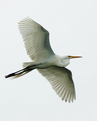 great egret in flight