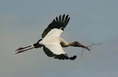 wood stork in flight