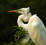 great egret profile