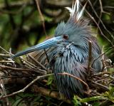 little blue heron nest