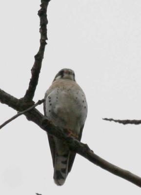 5-5 kestrel 6318.jpg