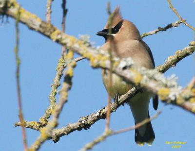 5-25 c waxwing 6632.jpg