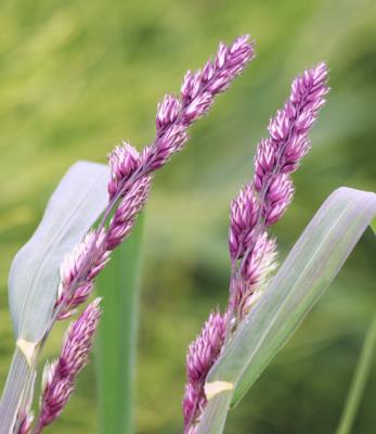 5-12 grass 6559.jpg