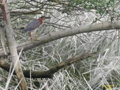 5-12 g heron 6546.jpg