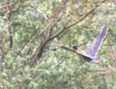 5-12 g heron 6548.jpg