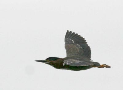 5-12 g heron 6536.jpg