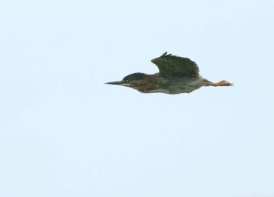 5-12 g heron 6544.jpg