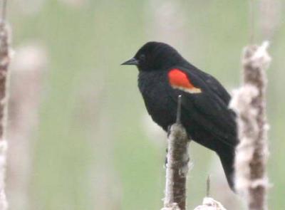 5-12 rw b bird 6517.jpg
