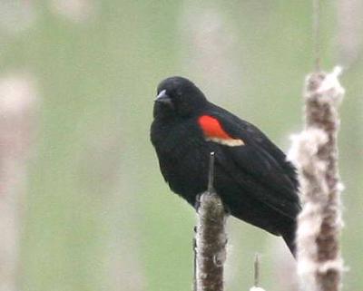 5-12 rw b bird v6519.jpg