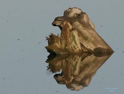 5-27 driftwood 6796.jpg