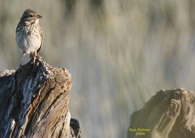 5-27 savannah sparrow 6804.jpg