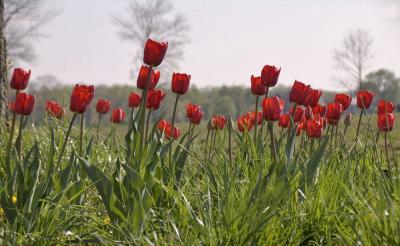 CRW_0026_Tulips