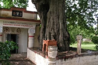 Tree under which swAmi performed kAlakshEpam