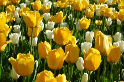 u26/sylvainberube/medium/43772654.Festival_TulipeForet_Tulipes_Jaune__Blanche.jpg