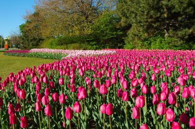 u26/sylvainberube/medium/43772658.Festival_TulipePlein_de_Tulipes.jpg