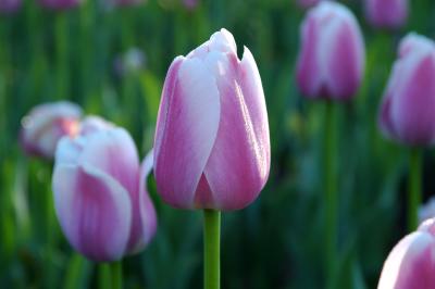 u26/sylvainberube/medium/43772664.Festival_TulipeTulipe_Mauve.jpg