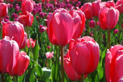 u26/sylvainberube/medium/43772668.Festival_TulipeTulipe_Vieux_Rose.jpg
