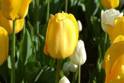 u26/sylvainberube/medium/43772669.Festival_TulipeTulipes_Jaune2.jpg