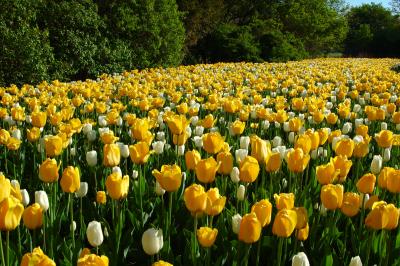 u26/sylvainberube/medium/43772670.Festival_TulipeTulipes_Jaune.jpg
