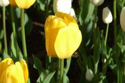 u26/sylvainberube/medium/43772671.Festival_TulipeTulipes_Jaune__Blanche.jpg