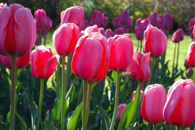 u26/sylvainberube/medium/43772672.Festival_TulipeTulipes_Rose.jpg