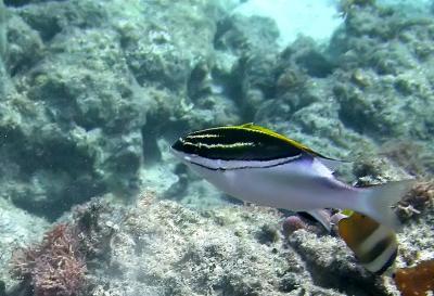 Brème à oeil rayé (Scolopsis bilineatus)
Poisson-papillon de Klein (Chaetodon kleinii)
