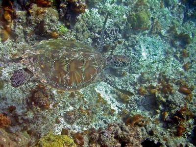 Tortue verte 
Chelonia mydas
