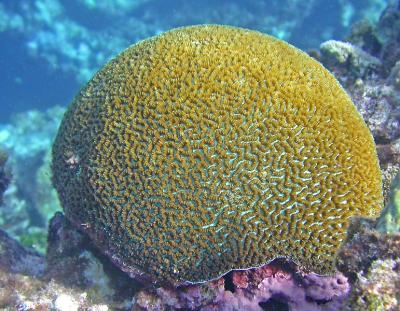 Corail madrépore
Platygyra sp.