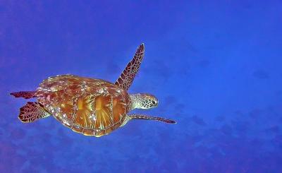 Tortue verte - Baie de Tadine (Ile de Maré)